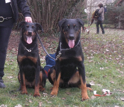 Des Tibbybeauce - Paris Dog Show 2012