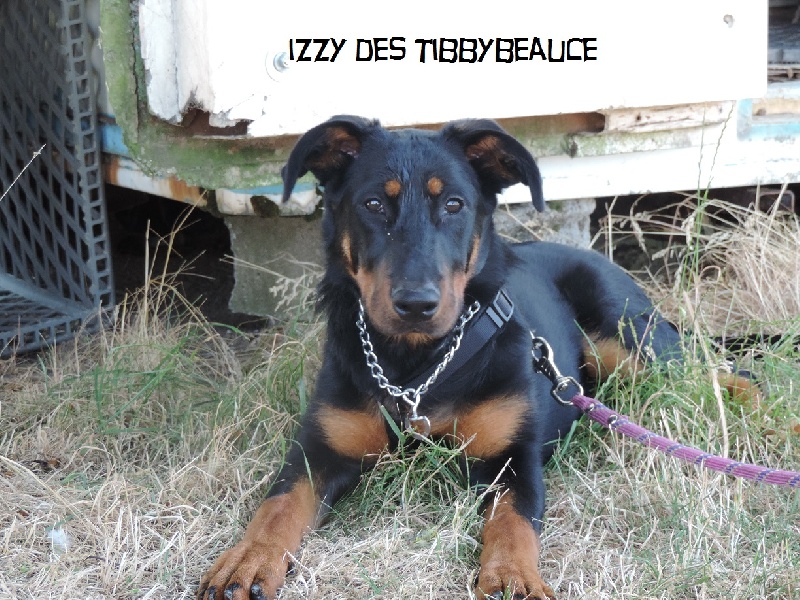 Izzy Des Tibbybeauce