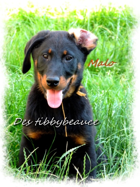 Malo Des Tibbybeauce