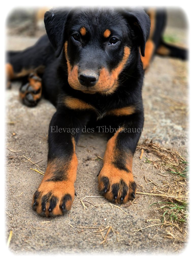 ATTILA, mâle disponible