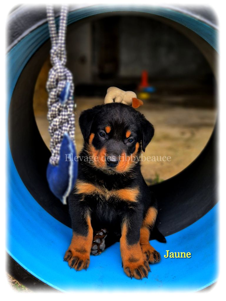 Encore des chiots dispos !!