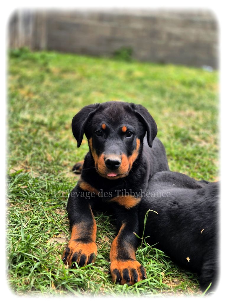 AYRTON mâle disponible