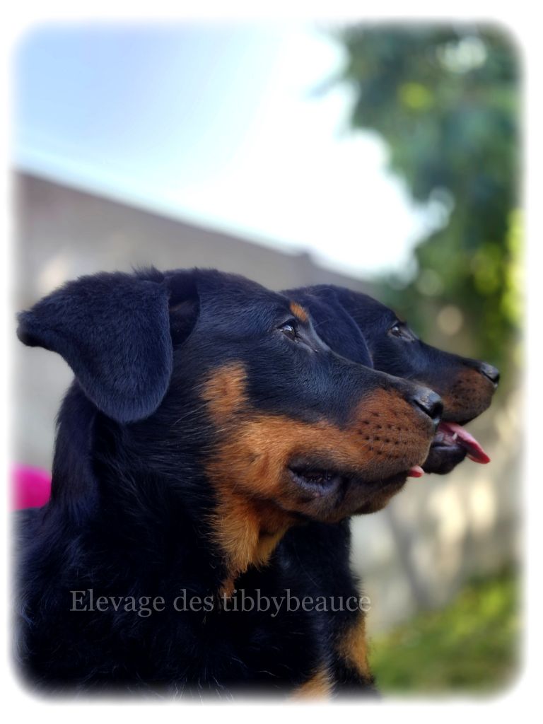 PLUS DE CHIOTS DISPONIBLE