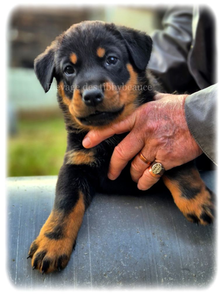 Des Tibbybeauce - Chiots disponibles - Berger de Beauce
